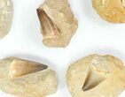 Lot: - Fossil Mosasaur Teeth In Rock - Pieces #77163-1